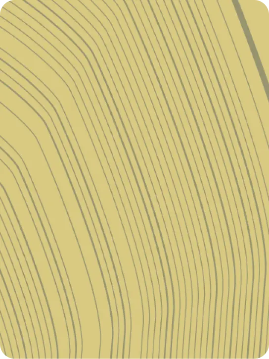 illustration of tree rings